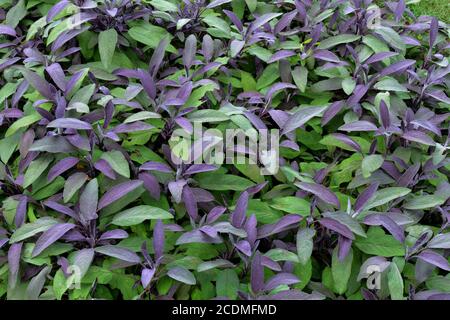 Cultivation of purple sage (Salvia officinalis purpurascens), Germany Stock Photo