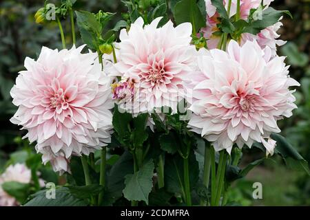 Jewellery dahlia variety cafe au lait (Dahlia cultivar cafe au lait), flowers, Germany Stock Photo