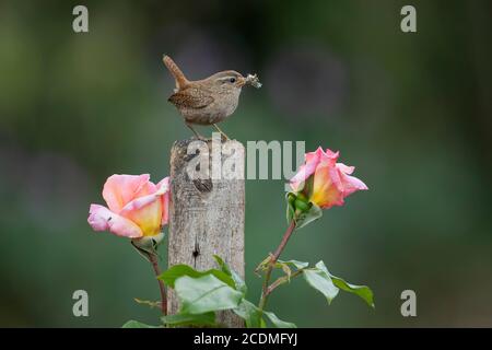 Wren (Troglodytes troglodytes) adult bird with insects in it's beak perched on a wooden garden post, Suffolk, England, United kingdom Stock Photo