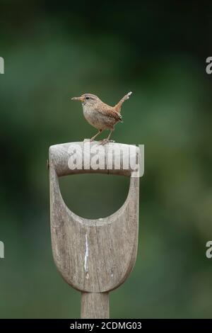 Wren (Troglodytes troglodytes) adult bird with insects in it's beak perched on a wooden garden fork handle, Suffolk, England, United kingdom Stock Photo