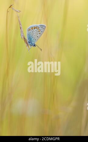 Gossamer winged butterfly (Lycaenidae) sitting on a blade of grass in warm light, Bavaria, Germany Stock Photo