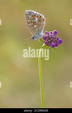 Gossamer winged butterfly (Lycaenidae) sitting at a flowering plant in a warm light, Bavaria, Germany Stock Photo