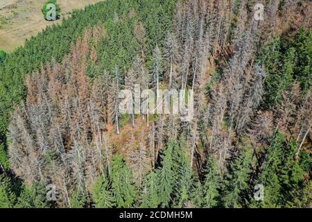 Forest dieback, forest damage, diseased forest due to climate change with long drought and infestation by Bark beetleor printers (Scolytinae), Bad Stock Photo