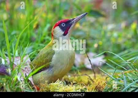 European green woodpecker, male (Picus viridis) in a meadow, Germany Stock Photo