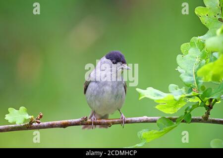 Blackcap (Sylvia atricapilla) male sitting on an oak branch, Solms, Hesse, Germany Stock Photo
