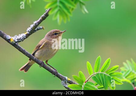 Common chiffchaff (Phylloscopus collybita) on a rowan branch, Germany Stock Photo