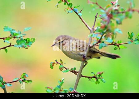 Common chiffchaff (Phylloscopus collybita) on a hawthorn branch, Solms, Hesse, Germany Stock Photo