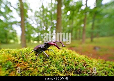 Stag beetle (Lucanus cervus) on a moss cushion in a forest, Solms, Hesse, Germany Stock Photo