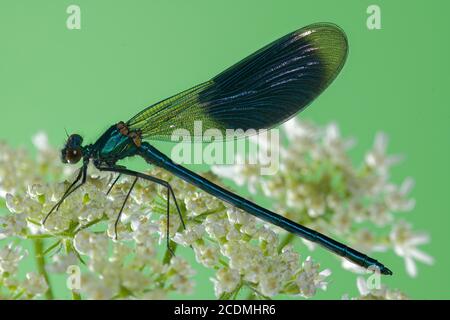 Banded demoiselle (Calopteryx splendens), male, Germany Stock Photo
