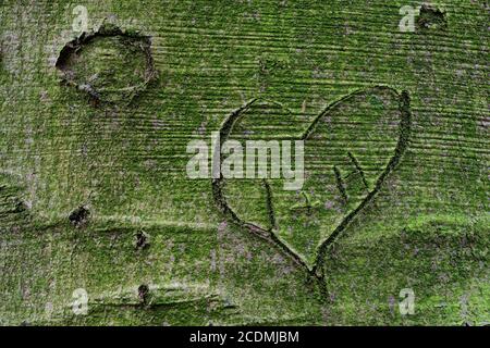 Carved heart on the surface of a beech (Fagus sylvatica), symbol, love, tree, jungle Baumweg, Emstek, Lower Saxony, Germany Stock Photo