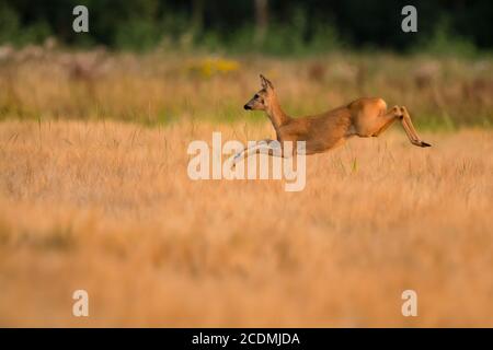 Female (Capreolus capreolus) jumping in a cornfield, Goldenstedt, Lower Saxony, Germany Stock Photo