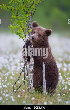 Brown bear (Ursus arctos ) stands on a birch tree in a bog with fruiting cotton grass at the edge in a boreal coniferous forest, Suomussalmi Stock Photo