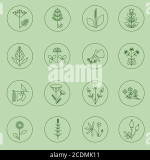 Set of medicinal plants icons. Minimalistic plants illustrations Stock Vector