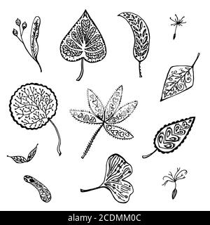 Autumn set of ornamental leafs and seed. Hand drawn vector illustration.  Stock Vector