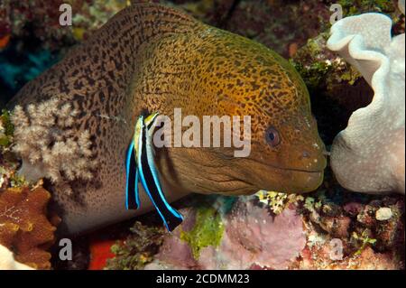 Giant Moray moray (Gymnothorax javanicus) and cleaner fish (Labroides dimidiatus), Red Sea Stock Photo