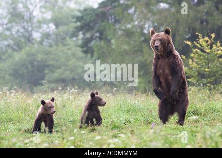 European brown bear or Eurasian brown bear (Ursus arctos arctos), adult female standing on hind legs with cubs in a clearing, Bieszczady, Poland Stock Photo