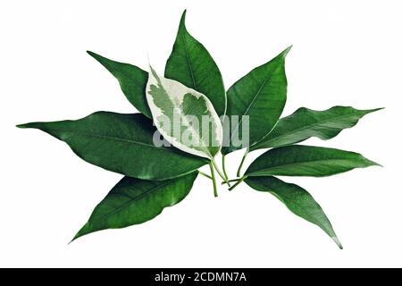 Ficus benjamina green leaves with one spotted leaf on top, isolated on white Stock Photo