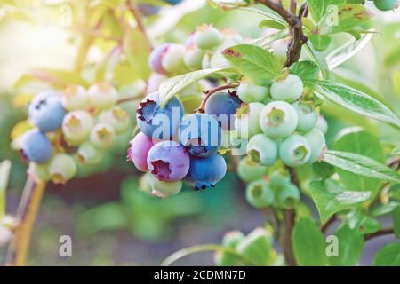 Plantation of blueberry cultivated at bio farm Stock Photo