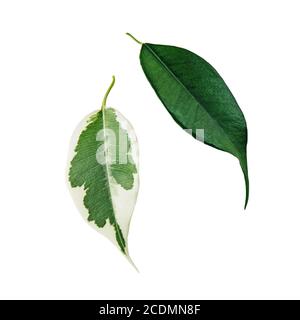 Ficus benjamina green and spotted leaves isolated on white Stock Photo