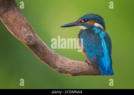 Common kingfisher (Alcedo atthis ) Young bird, male, Middle Elbe Biosphere Reserve, Saxony-Anhalt, Germany Stock Photo