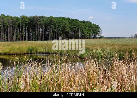 Marshlands in Summer. Blackwater National Wildlife Refuge, Dorchester County, MD Stock Photo