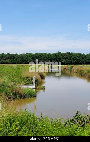 Marshlands in Summer. Blackwater National Wildlife Refuge, Dorchester County, MD Stock Photo