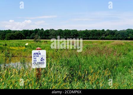 Marshlands in Summer. Blackwater National Wildlife Refuge, Dorchester County, MD Stock Photo