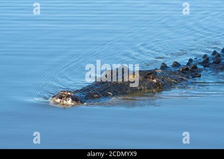 Saltwater Crocodile (Crocodylus porosus) swimming in wetlands, Yellow Water Billabong, Kakadu National Park, Northern Territory, NT, Australia Stock Photo