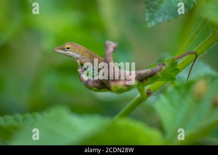 A young skeptical Carolina anole or green anole rests on a leaf. Raleigh, North Carolina. Stock Photo