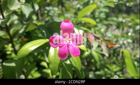 Beautiful Desert rose flower in the garden. Mock azalea flowers. Stock Photo