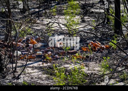 Beer bottles and broken glass dumped in bushland. Stock Photo