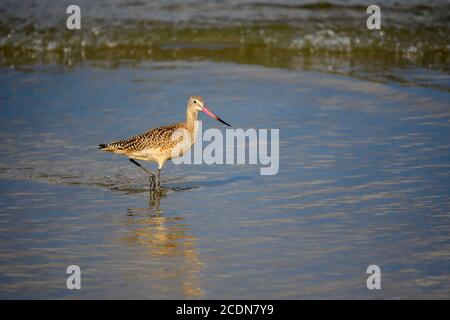 Marbled Godwit (Limosa fedoa) looking for food in Pacific ocean shore  in Ensenada Mexico Stock Photo