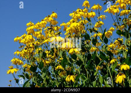 Summer Flowers Against Blue Sky Rudbeckia 'Herbstsonne' Flowering Yellow Rudbeckias Flowers Cutleaf Coneflower Rudbeckia laciniata 'Herbstonne' Blooms Stock Photo