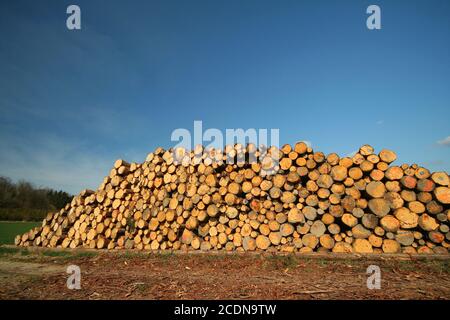 Freshly cut spruce trunks in the forest Stock Photo