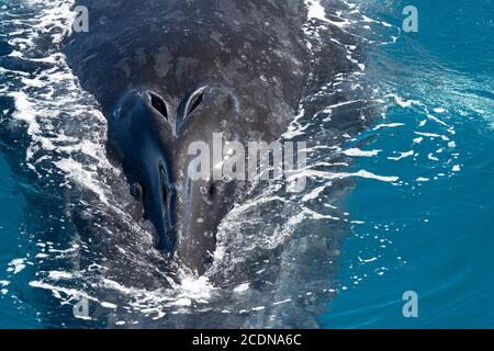 Close up of Humpback Whale off coast of Fraser Island, Hervey Bay, Queensland, Australia Stock Photo