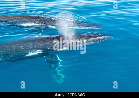 Close up of Humpback Whale off coast of Fraser Island, Hervey Bay, Queensland, Australia Stock Photo