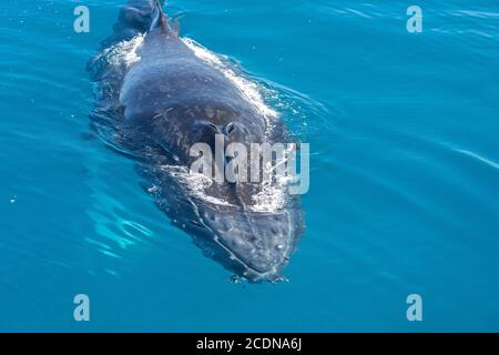 Close up of Humpback Whale off coast of Fraser Island, Hervey Bay, Queensland, Australia Stock Photo