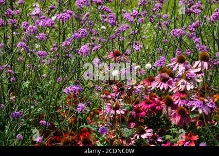 August flowers Verbena bonariensis Purple Coneflowers mixed border Stock Photo