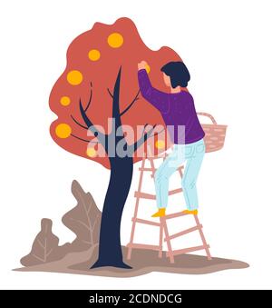 Harvesting season, woman gathering apples from tree in garden Stock Vector