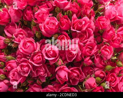 Small pink roses bouquet close up Stock Photo