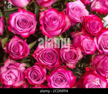 Background image of pink roses Stock Photo - Alamy