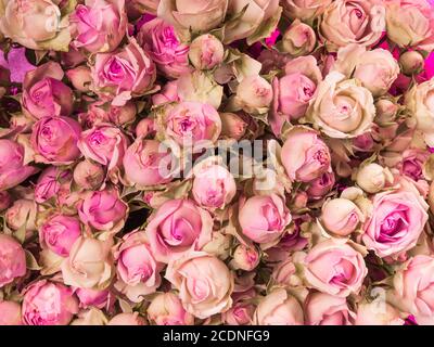 Small pink roses bouquet close up Stock Photo