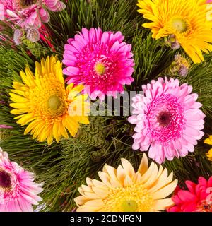 Beautiful bunch of gerberas Stock Photo