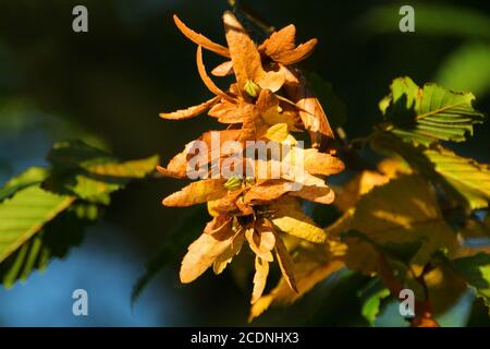 Carpinus betulus Stock Photo