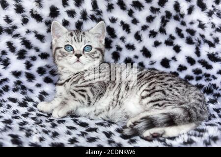 Young black silver tabby spotted british shorthair cat  lying on black and white fur
