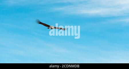 Panorama of an Andean Condor (Vultur Gryphus) in flight with copy space, Colca Canyon, Arequipa, Peru. Stock Photo