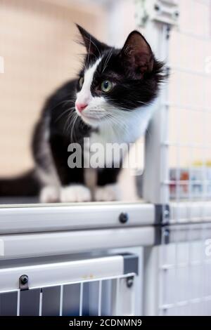 black and white young kitten with tuxedo markings curiously peeking out of shelter kennel door toward left side of image
