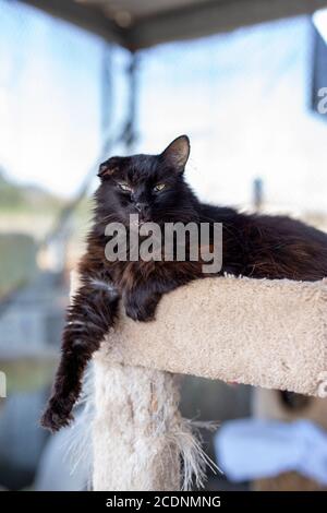 Scruffy hard knocks dark brown to black adult male cat at rescue center reclining on cat tree with one paw hanging down Stock Photo