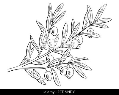 Olive graphic branch black white isolated sketch illustration vector Stock Vector