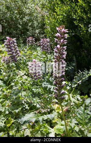 Tall purple flowers of a plant called Bear's Breech a species of Acanthus growing in the UK Stock Photo